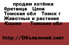 продам котёнка британца › Цена ­ 1 000 - Томская обл., Томск г. Животные и растения » Кошки   . Томская обл.